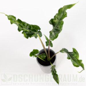 Alocasia teletubbies