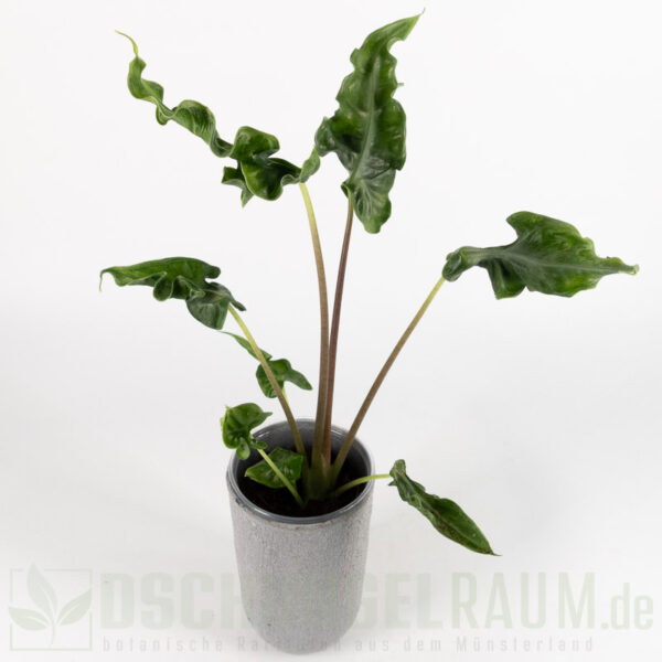 Alocasia teletubbies