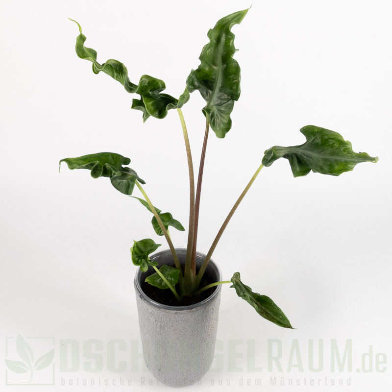 Alocasia teletubbies