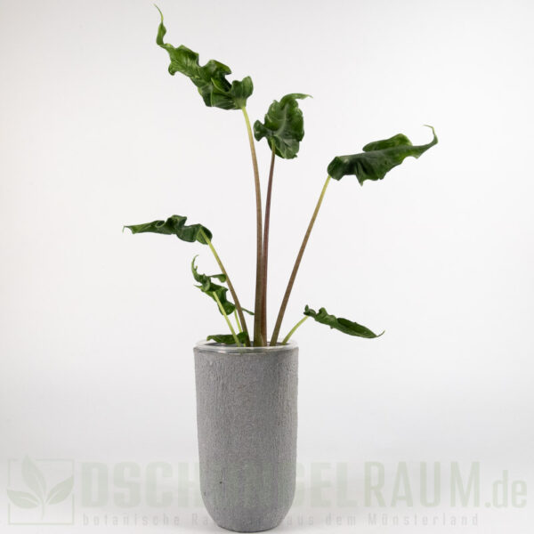 Alocasia teletubbies