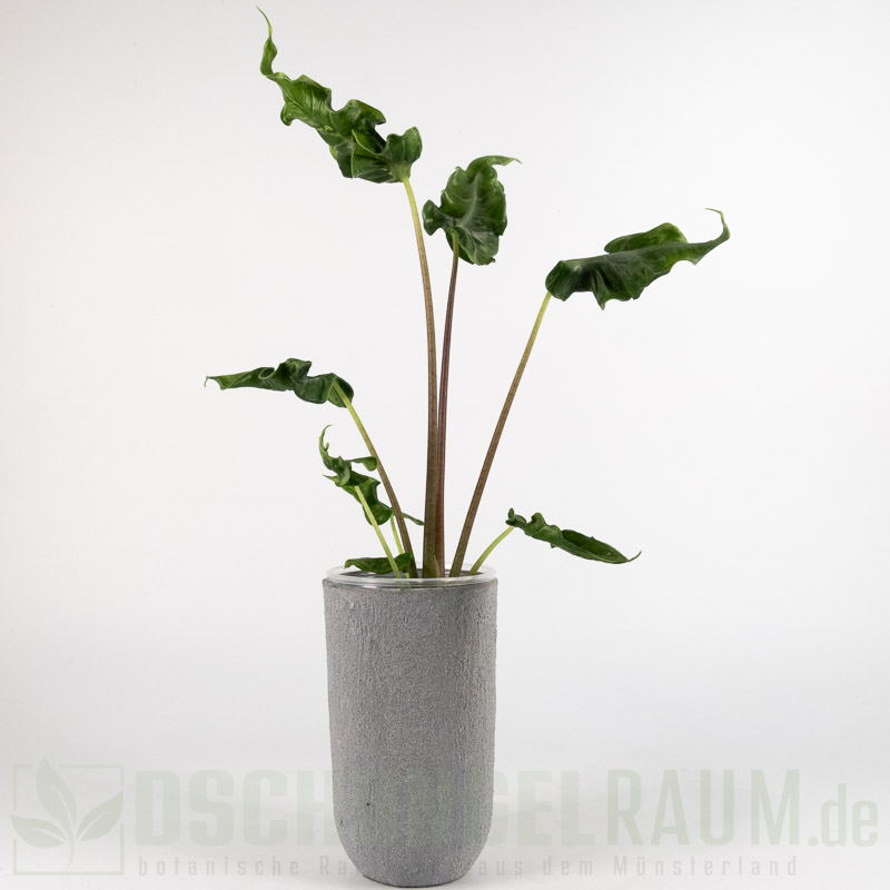 Alocasia teletubbies
