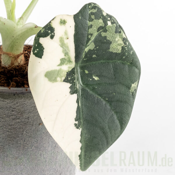 Alocasia maharani albo vairiegata