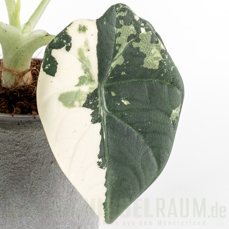 Alocasia maharani albo vairiegata