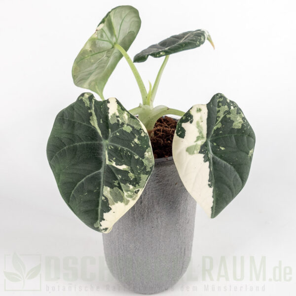 Alocasia maharani albo vairiegata