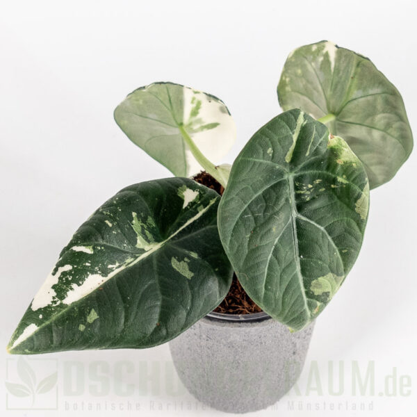 Alocasia maharani albo vairiegata