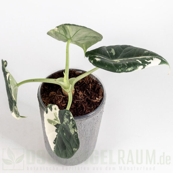 Alocasia maharani albo vairiegata