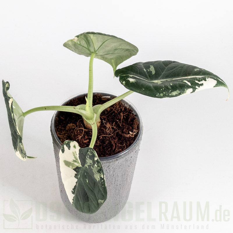 Alocasia maharani albo vairiegata