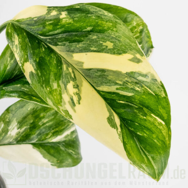 Monstera lechleriana variegata