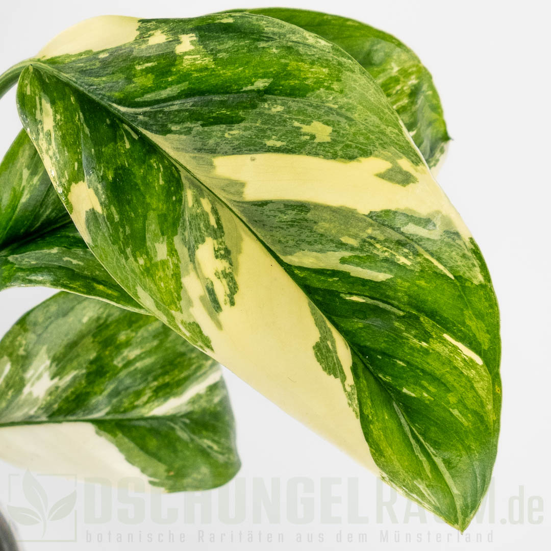 Monstera lechleriana variegata