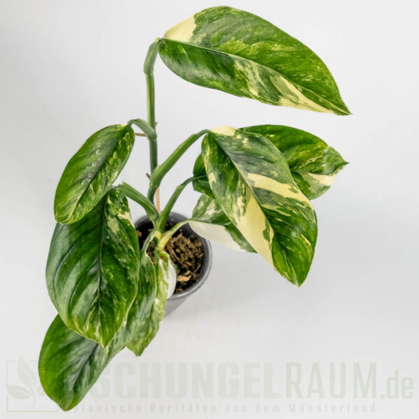 Monstera lechleriana variegata
