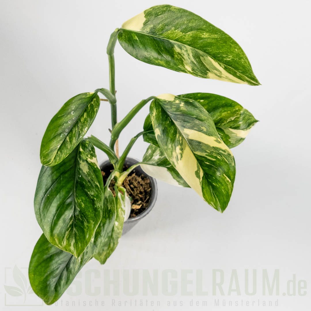 Monstera lechleriana variegata