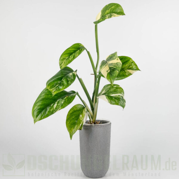Monstera lechleriana variegata