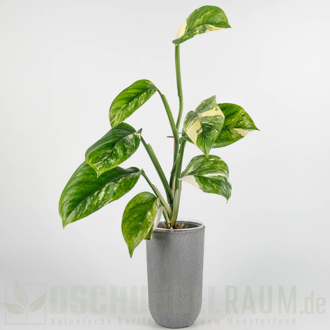 Monstera lechleriana variegata