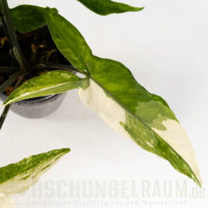 Syngonium angustatum variegata