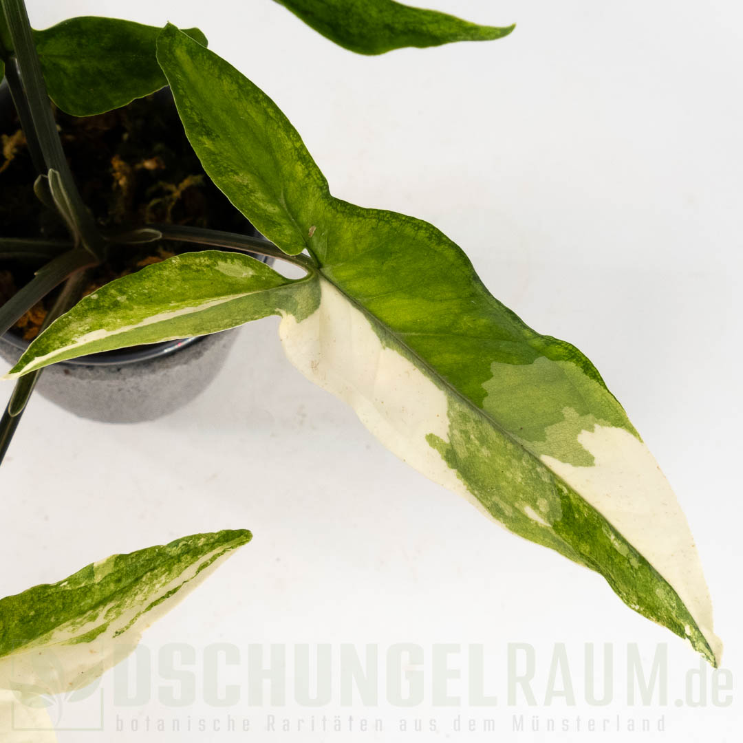 Syngonium angustatum variegata