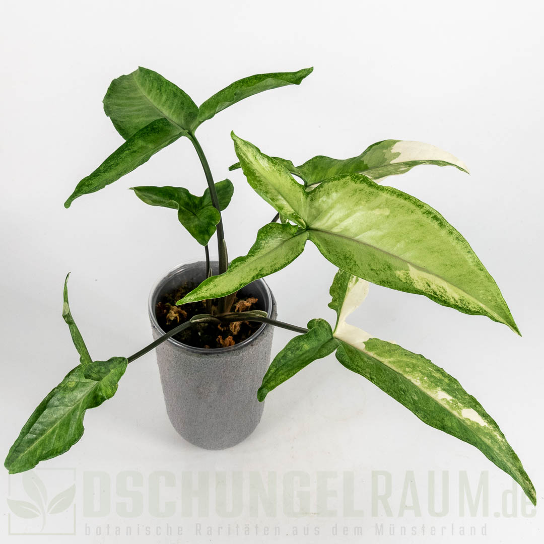 Syngonium angustatum variegata