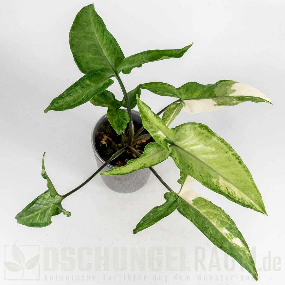 Syngonium angustatum variegata