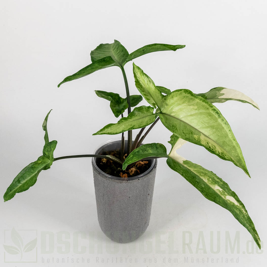Syngonium angustatum variegata