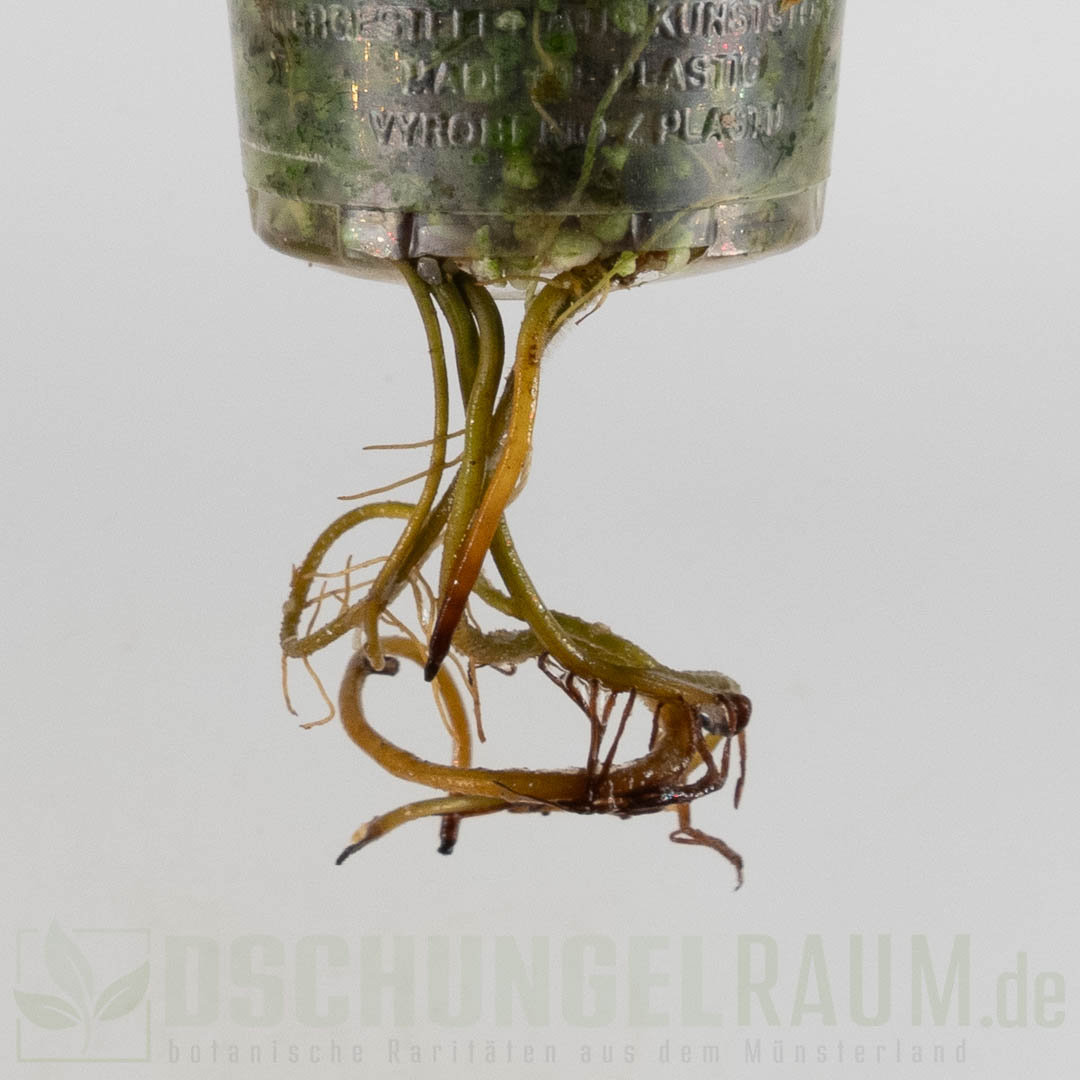 Syngonium angustatum variegata