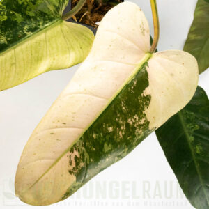 Philodendron whipple way variegata