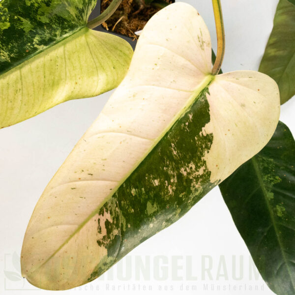 Philodendron whipple way variegata