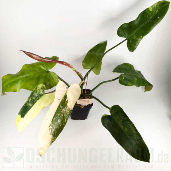 Philodendron whipple way variegata