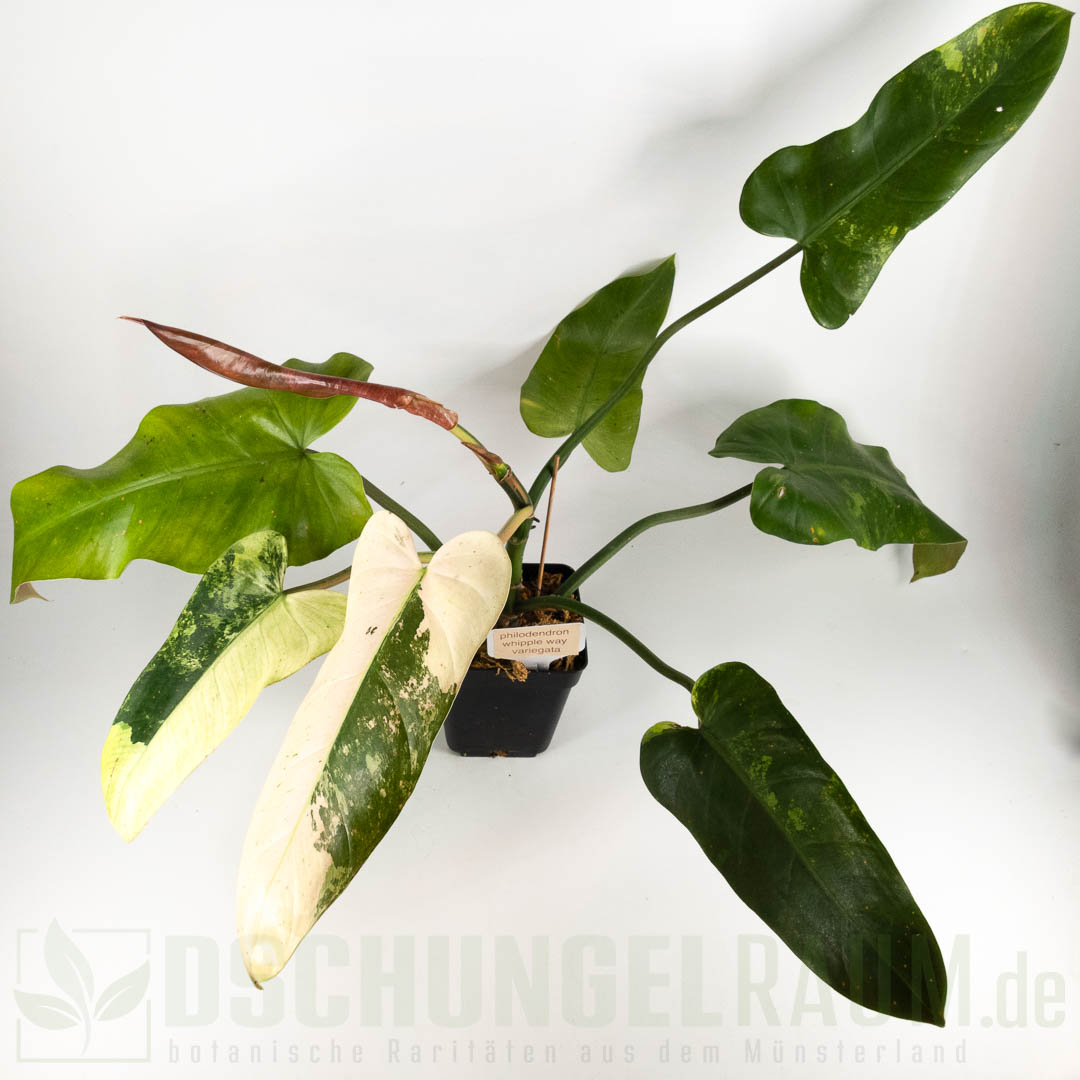 Philodendron whipple way variegata