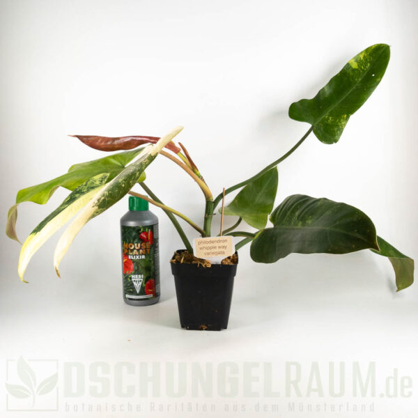 Philodendron whipple way variegata