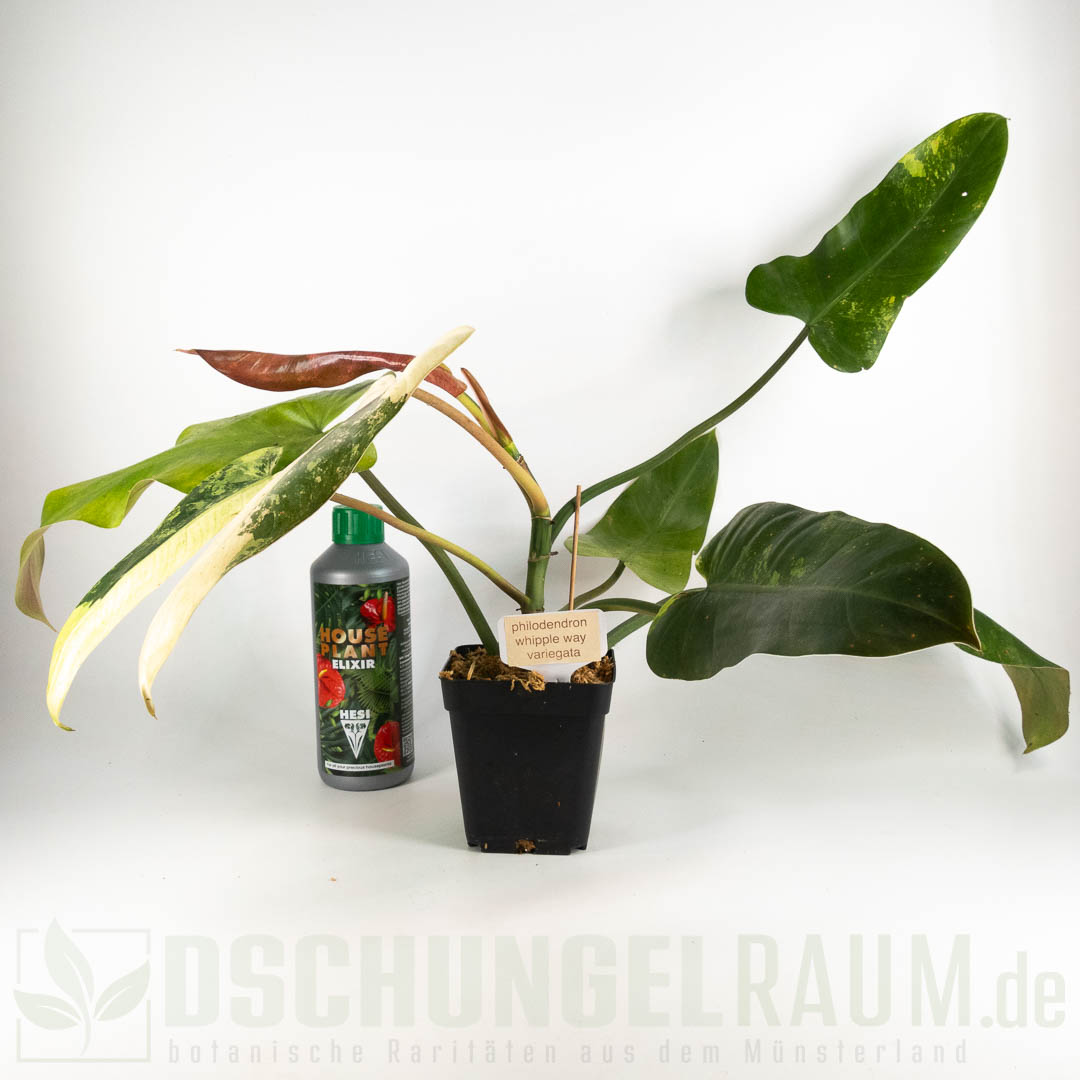 Philodendron whipple way variegata