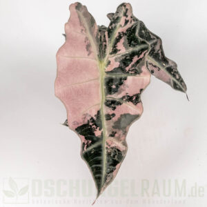 locasia polly super pink variegata