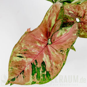 Syngonium