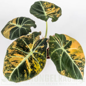 Alocasia black velvet gold variegata