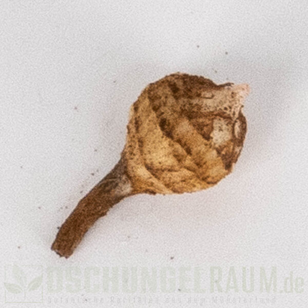 Rhizome: Alocasia black velvet gold variegata, Alocasia black velvet aurea variegata #01 – Bild 2