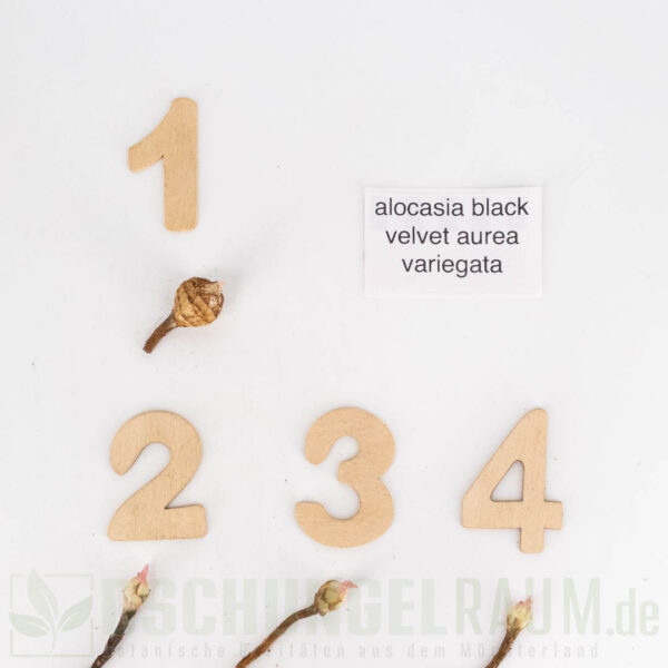 Rhizome: Alocasia black velvet gold variegata, Alocasia black velvet aurea variegata #01 – Bild 3