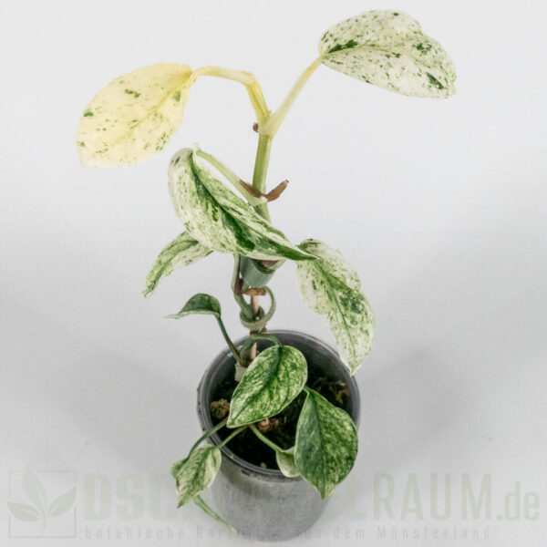 Epipremnum hanoman sp bali variegata, high grade, #01 – Bild 2