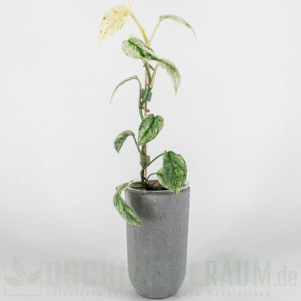 Epipremnum hanoman sp bali variegata, high grade, #01 – Bild 3