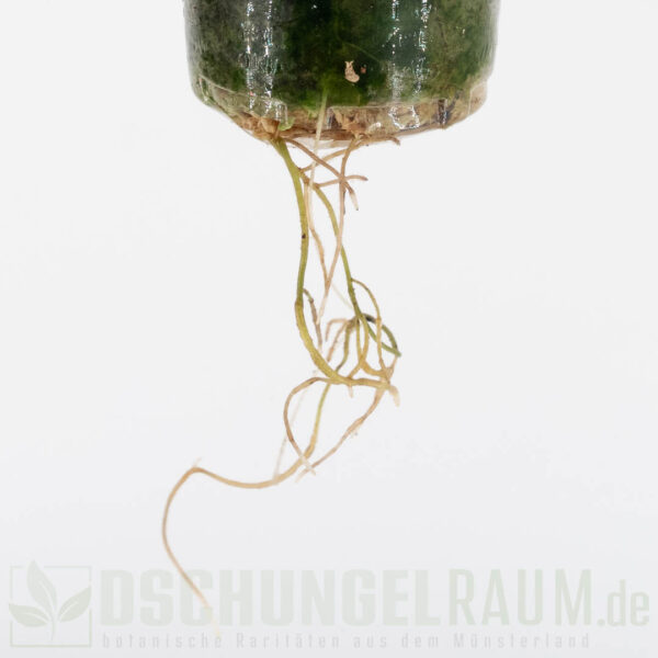 Epipremnum hanoman sp bali variegata, high grade, #01 – Bild 4