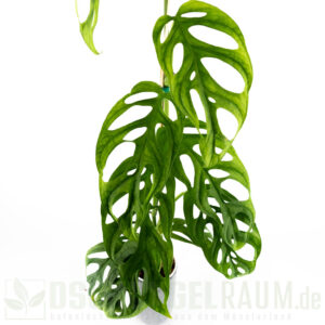 Monstera obliqua los tayos