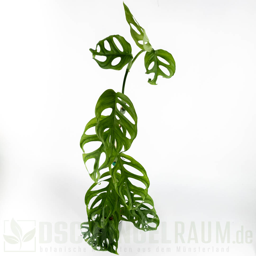 Monstera obliqua los tayos