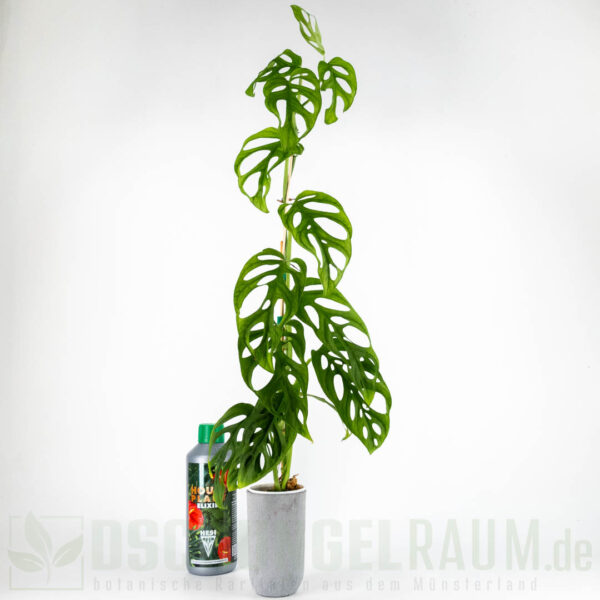 Monstera obliqua los tayos, XXL, selten #03 – Bild 3