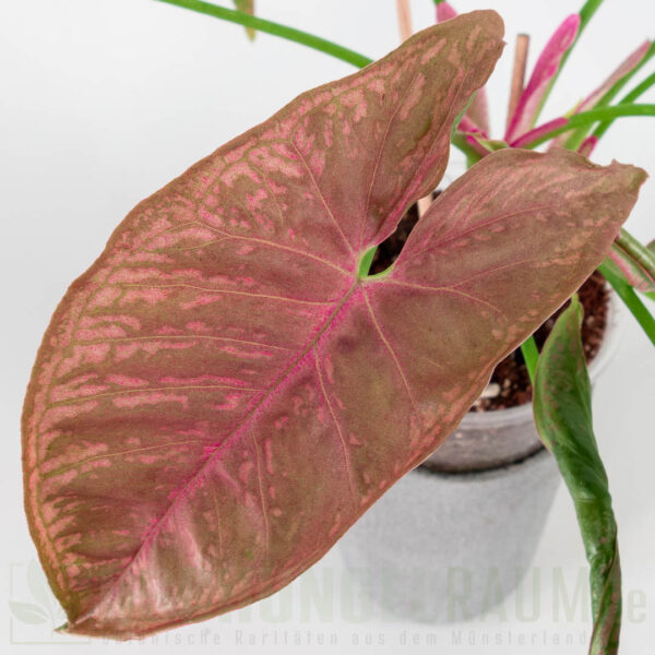 Syngonium pink mosaic