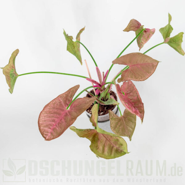 Syngonium pink mosaic, L #04 – Bild 3