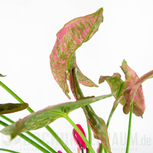 Syngonium pink mosaic, L #04 – Bild 2