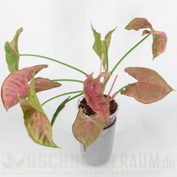 Syngonium pink mosaic