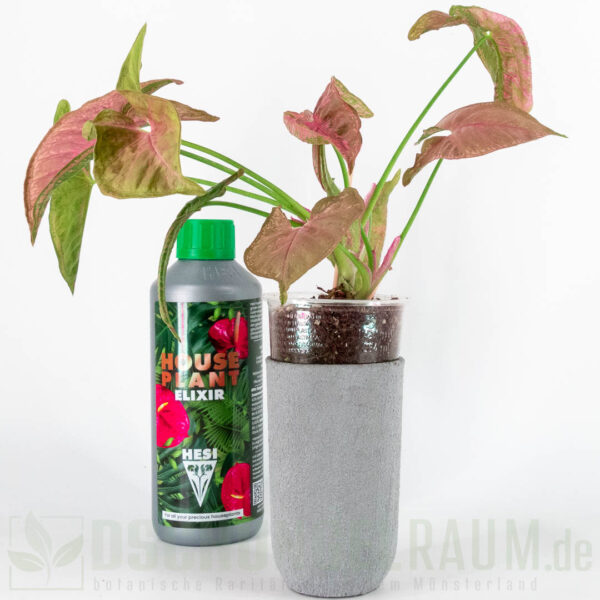 Syngonium pink mosaic, L #04 – Bild 5