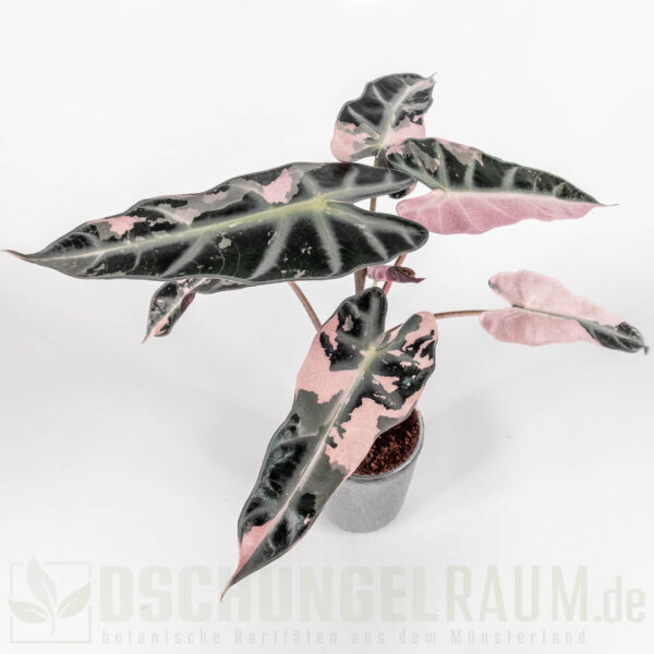 Alocasia bambino pink variegata