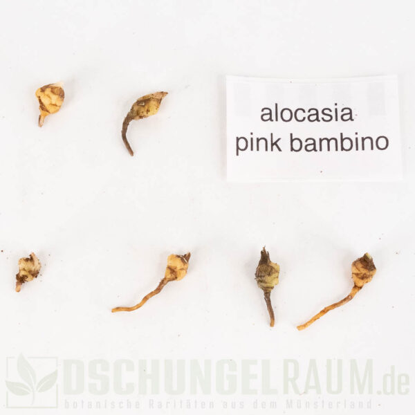 Rhizome: Alocasia bambino pink variegata #1 – Bild 2
