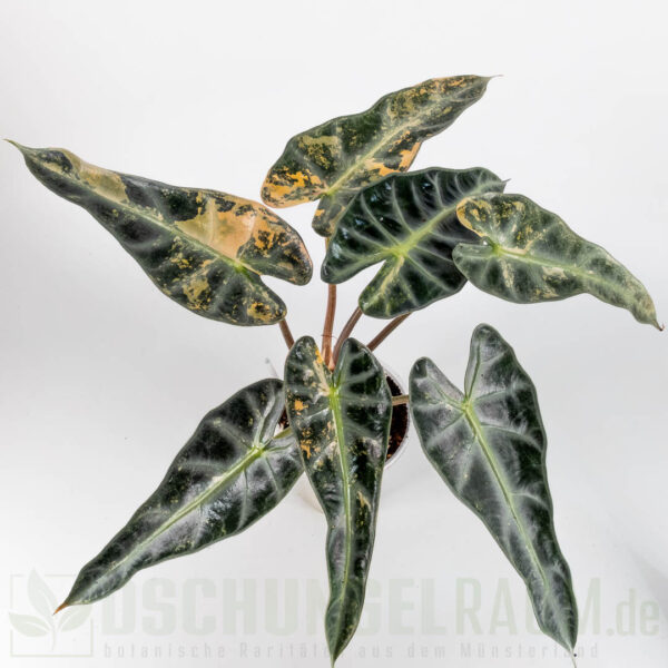 Alocasia bambino aurea variegata