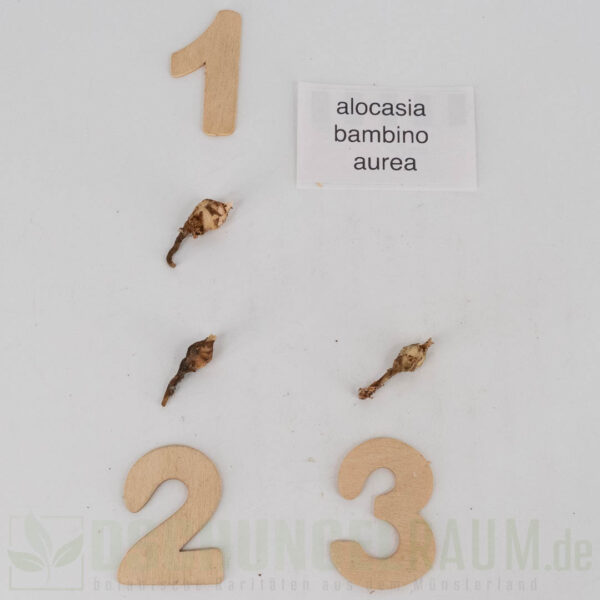 Rhizome: Alocasia bambino aurea variegata #1 – Bild 2