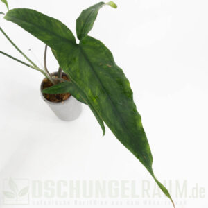 Syngonium lance leaf